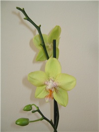 cc3c96ea-Picture 011.jpg